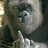 Silverback