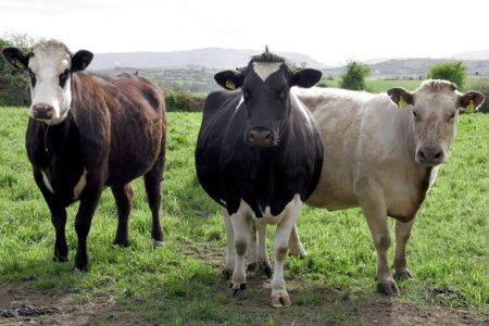 Our Bovine Public